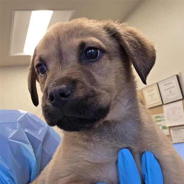 PUP 6 - American Staffordshire Terrier available for adoption