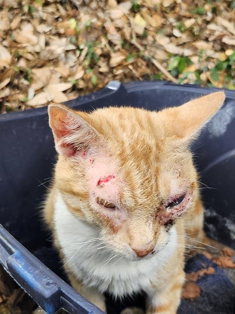 SUNNY - Domestic Short Hair available for adoption