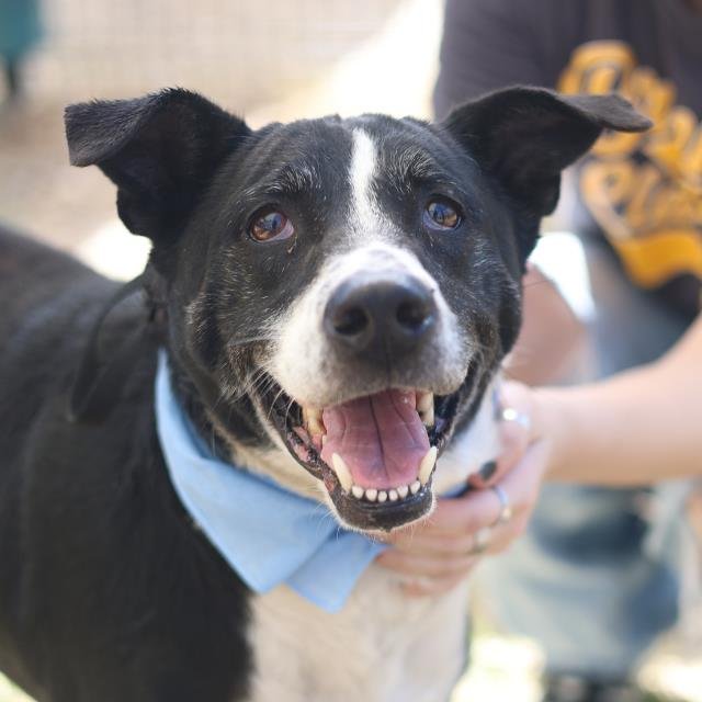 RALPH - Australian Shepherd available for adoption