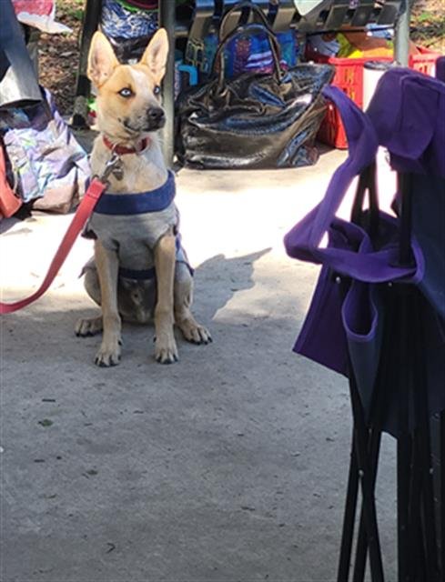 RJ - Terrier available for adoption