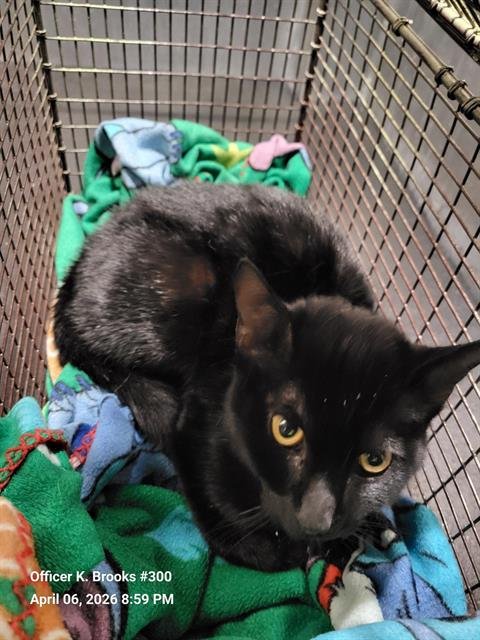 RUFUS - Domestic Short Hair available for adoption