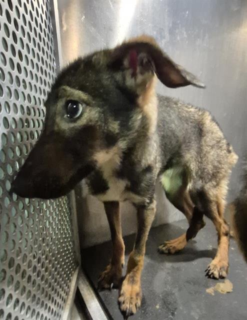 BROWNIE - German Shepherd Dog available for adoption