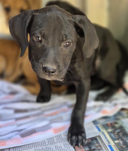 ATHENA - Labrador Retriever available for adoption