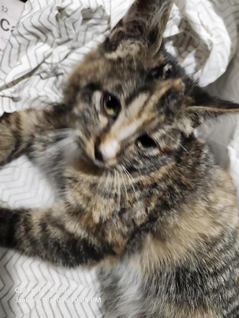 SONNY - Domestic Short Hair available for adoption