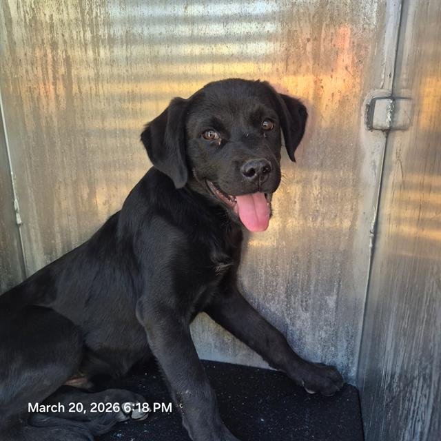 BILLY - Labrador Retriever available for adoption