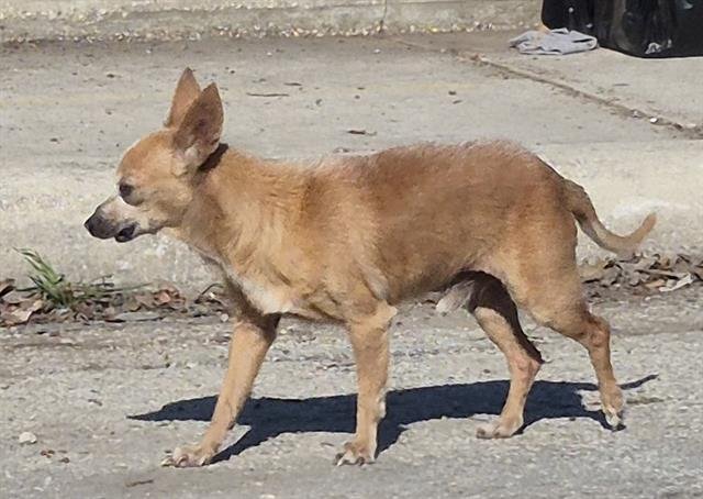 JAXX - Chihuahua available for adoption