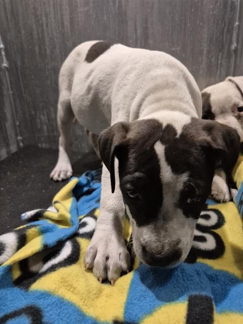 ARYA - Boxer available for adoption