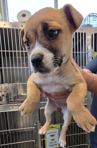 PUP 2 - Terrier available for adoption