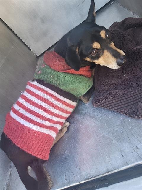 THEO - Terrier available for adoption