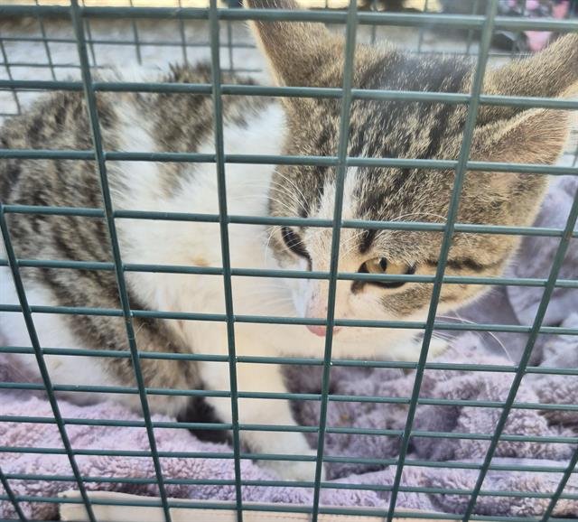 BEANIE - Domestic Short Hair available for adoption