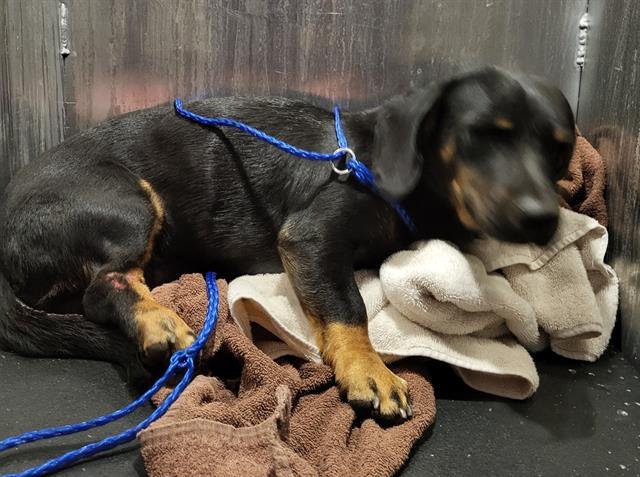 DONALD - Dachshund available for adoption