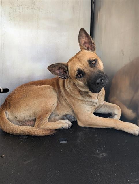 CROCKETT - German Shepherd Dog available for adoption