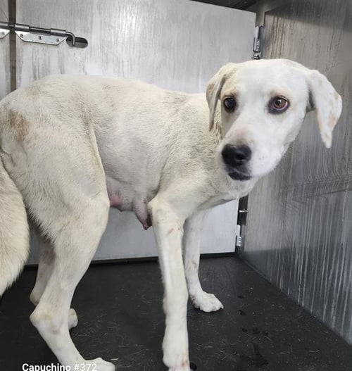 WINNIE - Labrador Retriever available for adoption