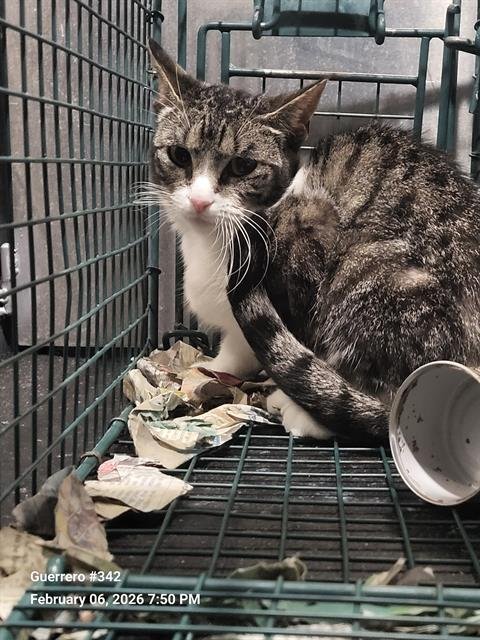 MAY - Domestic Short Hair available for adoption