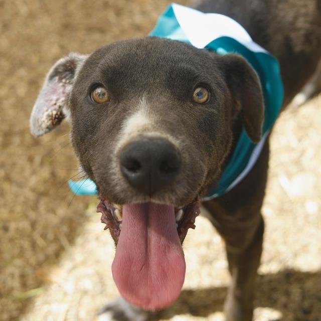 THUNDER - American Staffordshire Terrier available for adoption