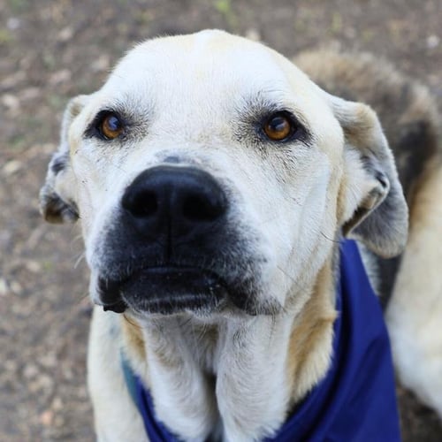 KANE - Labrador Retriever available for adoption