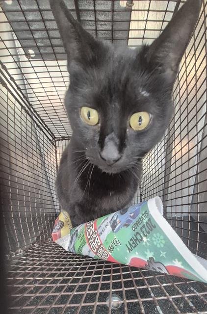 A793173 - Domestic Short Hair available for adoption