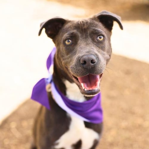 CHARM - American Staffordshire Terrier available for adoption