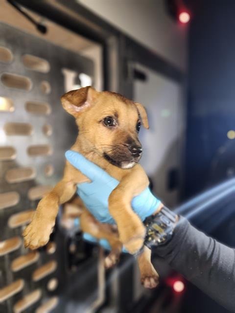 BOBBIE BAT - Border Collie available for adoption