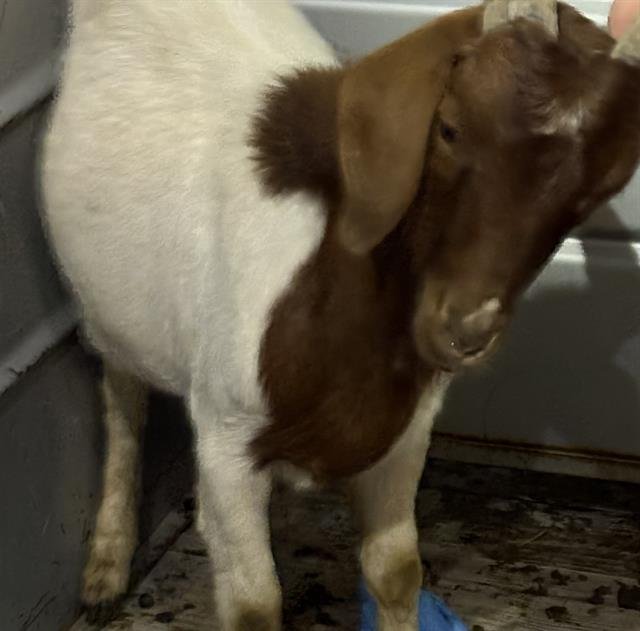 JAMES ADAMS - Goat available for adoption