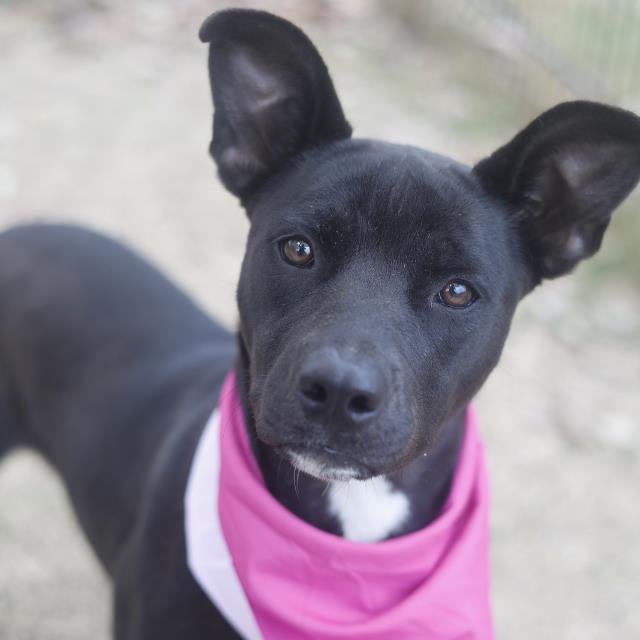 RUBY - Labrador Retriever available for adoption