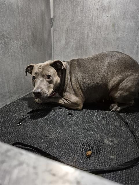 ALLIE - American Staffordshire Terrier available for adoption