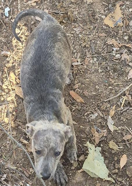 UNO - Belgian Shepherd Malinois available for adoption