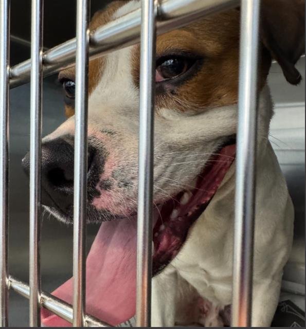 SHERIFF WOODY - American Staffordshire Terrier available for adoption