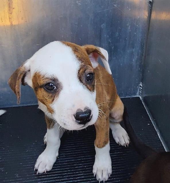 SATURN - Labrador Retriever available for adoption