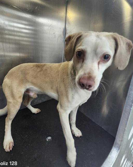 TONY - Terrier available for adoption