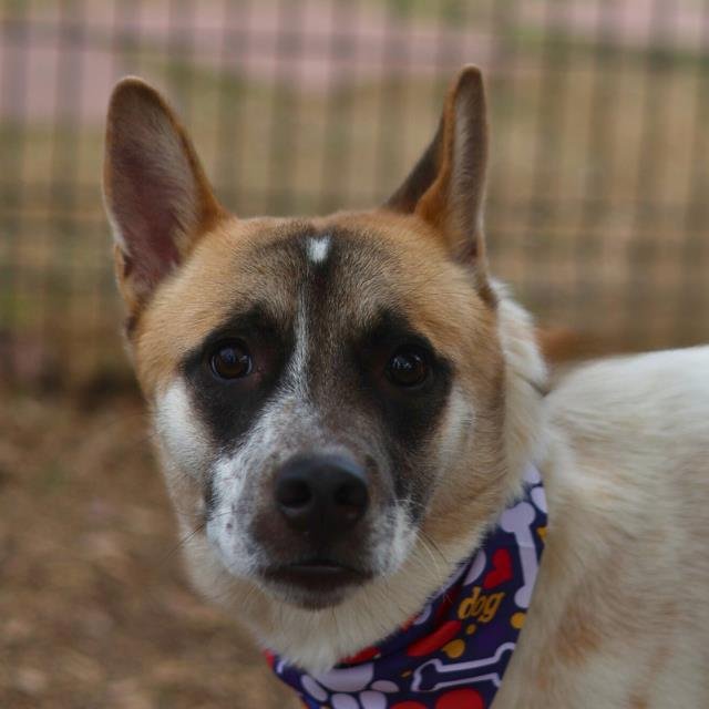 BUDDY - Australian Cattle Dog/Blue Heeler available for adoption