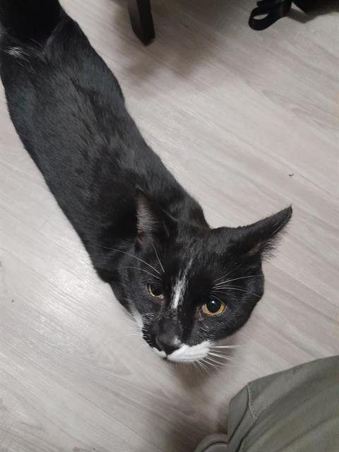 A790951 - Domestic Short Hair available for adoption