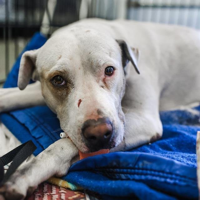 MEREDITH - American Staffordshire Terrier available for adoption