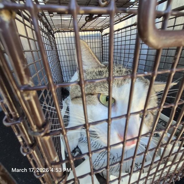 MR LITTLE ONE - Domestic Short Hair available for adoption