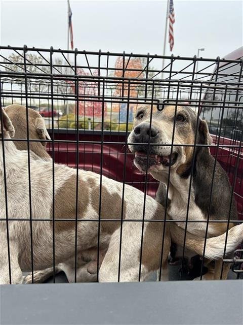 BONNIE - American Staffordshire Terrier available for adoption