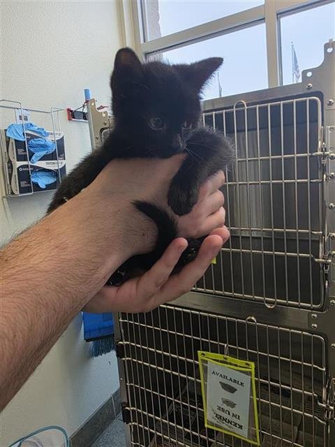 STARDUST - Domestic Short Hair available for adoption