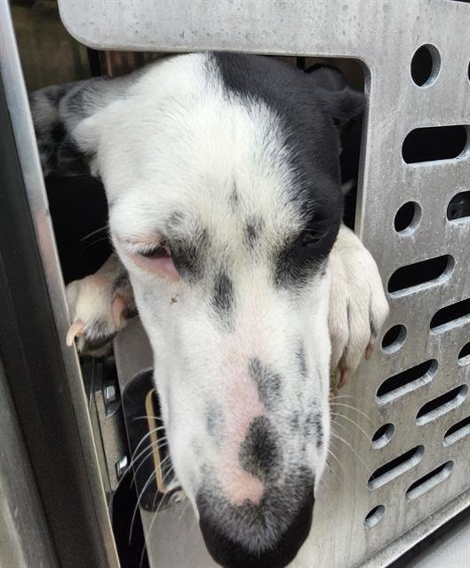 PECAS - American Staffordshire Terrier available for adoption