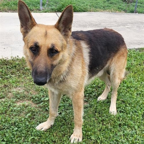 BEDFORD - German Shepherd Dog available for adoption