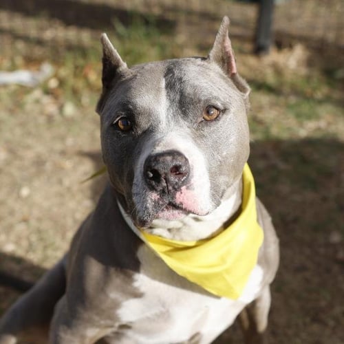 BOBA FETCH - American Staffordshire Terrier available for adoption