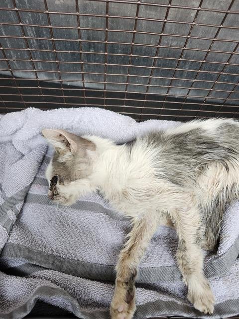 TAYLOR - Domestic Short Hair available for adoption