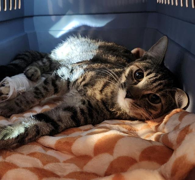 WILLOW - Domestic Short Hair available for adoption