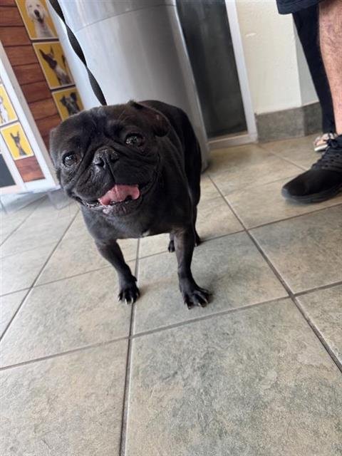 BEAN - Pug available for adoption