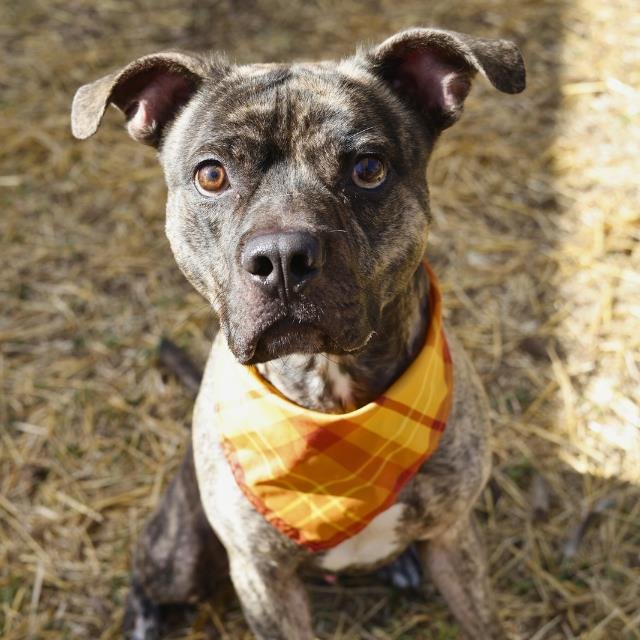 BUSTER BROWN - American Staffordshire Terrier available for adoption