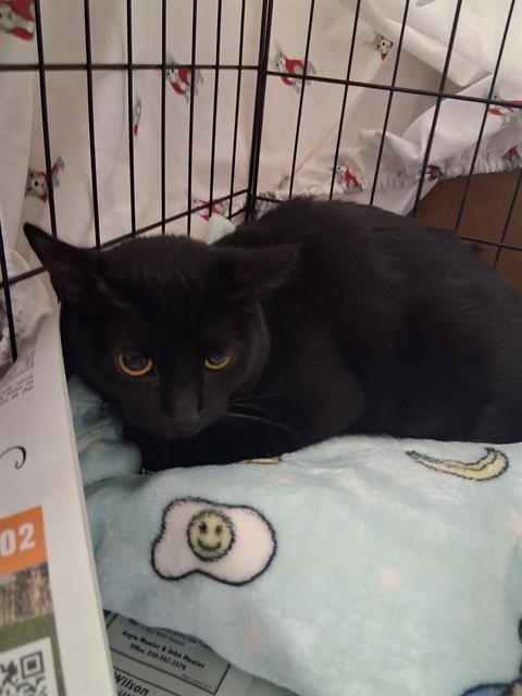 ASHER - Domestic Short Hair available for adoption