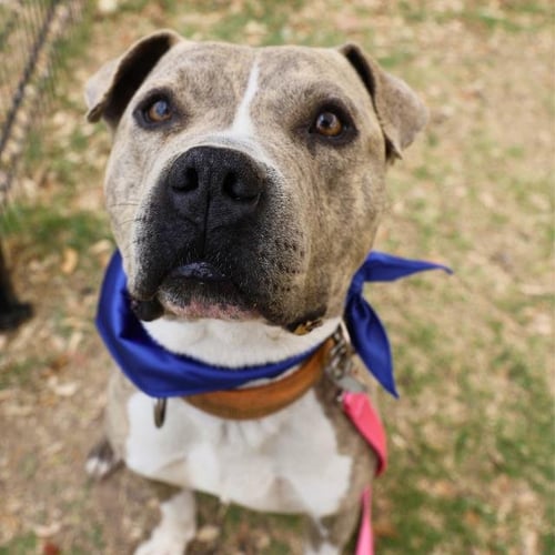 BUDDY - American Staffordshire Terrier available for adoption