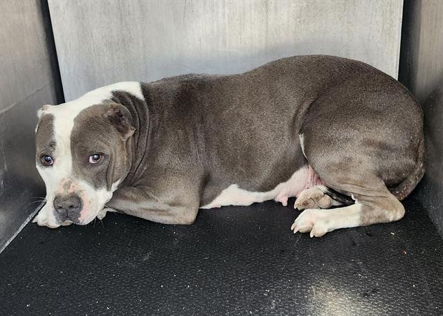 PEACH - American Staffordshire Terrier available for adoption