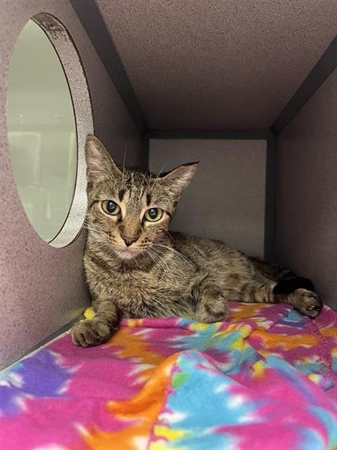 MERCY - Domestic Short Hair available for adoption