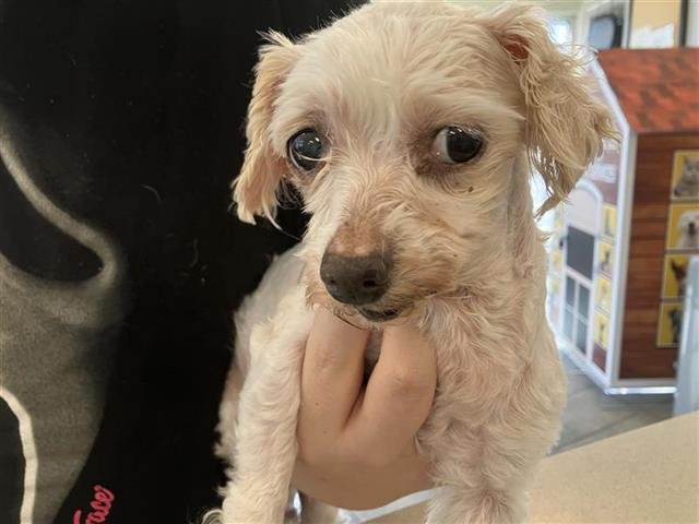 ROSE - Poodle (Miniature) available for adoption