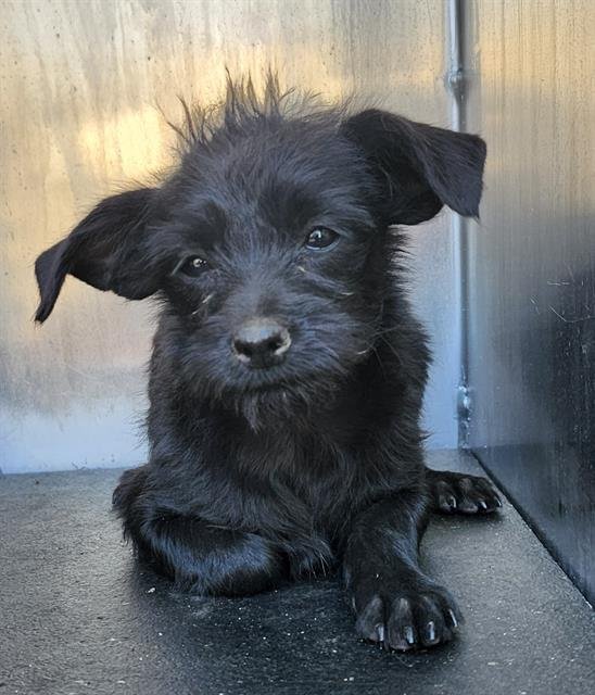 CHERRY - Terrier available for adoption