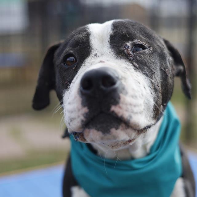 FRANK THE TANK - American Staffordshire Terrier available for adoption